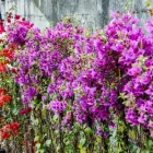 Immagine 9 azienda VIVAIO AVAGLIANO PIANTE Vivaio in Salerno