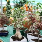 Immagine 10 azienda VIVAIO AVAGLIANO PIANTE Vivaio in Salerno
