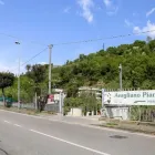 Immagine 11 azienda VIVAIO AVAGLIANO PIANTE Vivaio in Salerno