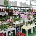 Immagine 13 azienda VIVAIO AVAGLIANO PIANTE Vivaio in Salerno