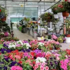Immagine 14 azienda VIVAIO AVAGLIANO PIANTE Vivaio in Salerno