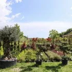 Immagine 15 azienda VIVAIO AVAGLIANO PIANTE Vivaio in Salerno