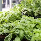 Immagine 16 azienda VIVAIO AVAGLIANO PIANTE Vivaio in Salerno