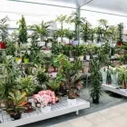 Immagine 17 azienda VIVAIO AVAGLIANO PIANTE Vivaio in Salerno