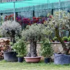Immagine 22 azienda VIVAIO AVAGLIANO PIANTE Vivaio in Salerno