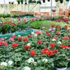 Immagine 24 azienda VIVAIO AVAGLIANO PIANTE Vivaio in Salerno