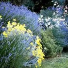 Immagine 3 azienda VIVAIO BENEDETTI FRANCO Vivaio in Sassuolo MO