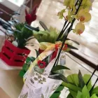 Immagine 1 azienda VIVAIO CALATOZZO FRANCO Vivaio in Messina