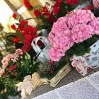 Immagine 4 azienda VIVAIO CALATOZZO FRANCO Vivaio in Messina