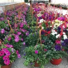 Immagine 5 azienda VIVAIO CALATOZZO FRANCO Vivaio in Messina