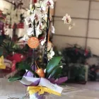 Immagine 8 azienda VIVAIO CALATOZZO FRANCO Vivaio in Messina