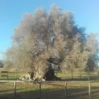 Immagine 1 azienda VIVAIO IL CORBEZZOLO Vivaio in Rivazzurra RN