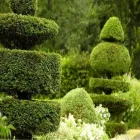 Immagine 2 azienda VIVAIO IL CORBEZZOLO Vivaio in Rivazzurra RN