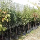 Immagine 7 azienda VIVAIO IL CORBEZZOLO Vivaio in Rivazzurra RN