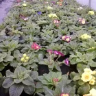 Immagine 6 azienda VIVAIO LA ROSA Vivaio in Fabriano AN