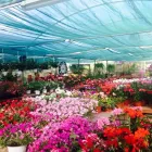 Immagine 1 azienda VIVAIO TARONI Vivaio in Roma