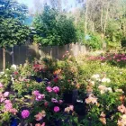 Immagine 2 azienda VIVAIO TARONI Vivaio in Roma