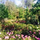 Immagine 3 azienda VIVAIO TARONI Vivaio in Roma