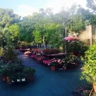 Immagine 4 azienda VIVAIO TARONI Vivaio in Roma