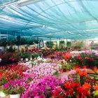 Immagine 5 azienda VIVAIO TARONI Vivaio in Roma