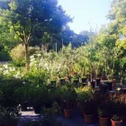 Immagine 6 azienda VIVAIO TARONI Vivaio in Roma