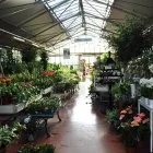 Immagine 3 azienda VIVAIO VOLTA Vivaio in Brescia