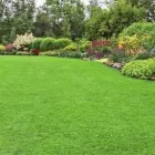 Immagine 2 azienda VIVI IL VERDE Vivaio in Napoli