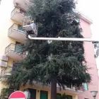 Immagine 7 azienda VIVI IL VERDE Vivaio in Napoli