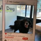 Immagine 1 azienda WASH DOG RICCIONE Shopping e acquisti in Riccione RN