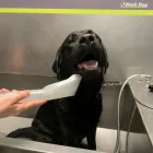 Immagine 2 azienda WASH DOG RICCIONE Shopping e acquisti in Riccione RN