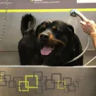 Immagine 3 azienda WASH DOG RICCIONE Shopping e acquisti in Riccione RN