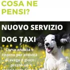 Immagine 9 azienda WASH DOG RICCIONE Shopping e acquisti in Riccione RN