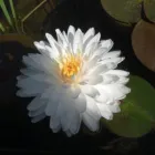 Immagine 1 azienda WATER NURSERY DI DAVIDE LA SALVIA Vivaio all'ingrosso in Latina