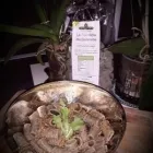 Immagine 1 azienda WEED CAN ROMA Tabaccheria in Roma