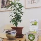 Immagine 5 azienda WEED CAN ROMA Tabaccheria in Roma