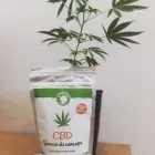 Immagine 8 azienda WEED CAN ROMA Tabaccheria in Roma