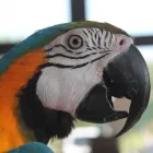 Immagine 1 azienda WILD MANIA EXOTIC PET SHOP Servizi professionali in Savignano Sul Rubicone FC