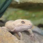 Immagine 2 azienda WILD MANIA EXOTIC PET SHOP Servizi professionali in Savignano Sul Rubicone FC