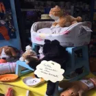 Immagine 2 azienda ZAMPETTANDO SAS Shopping e acquisti in Torino