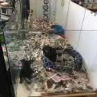 Immagine 1 azienda ZOO MANIA Servizi professionali in Ravenna