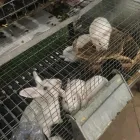 Immagine 2 azienda ZOO MANIA Servizi professionali in Ravenna