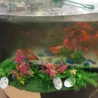 Immagine 4 azienda ZOO MANIA Servizi professionali in Ravenna