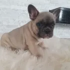 Immagine 6 azienda ZOO MANIA Servizi professionali in Ravenna