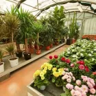 Immagine 8 azienda ZUBANI PIANTE Vivaio in Brescia