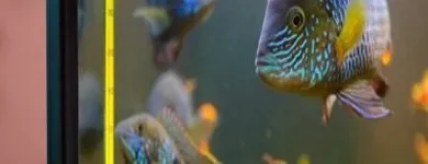 Immagine 1 azienda AGROZOOMARKET MARESCA AGNELLO Shopping e acquisti in Piano Di Sorrento NA