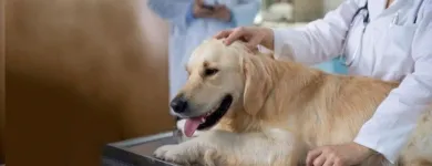Immagine 2 azienda AMBULATORIO VETERINARIO BROLPITO - DONAGGIO Veterinario in Malnate VA
