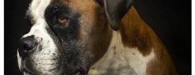 Immagine 3 azienda AMBULATORIO VETERINARIO BROLPITO - DONAGGIO Veterinario in Malnate VA