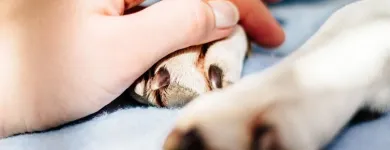 Immagine 3 azienda AMBULATORIO VETERINARIO CAMILLETTI DR. MIRCO Veterinario in Ancona