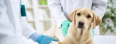 Immagine 4 azienda AMBULATORIO VETERINARIO CAMILLETTI DR. MIRCO Veterinario in Ancona