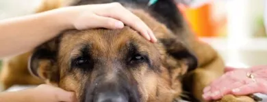 Immagine 5 azienda AMBULATORIO VETERINARIO CAMILLETTI DR. MIRCO Veterinario in Ancona